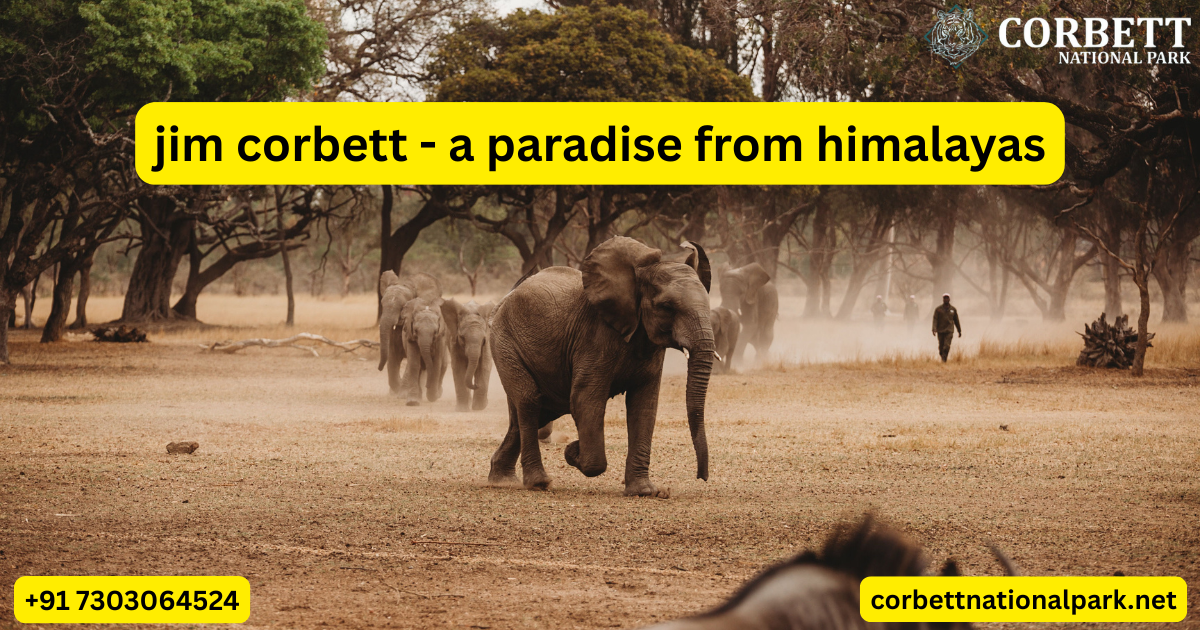 Tourists and forest guide walking on Jim Corbett Eco-Trail during June eco-tourism campaign